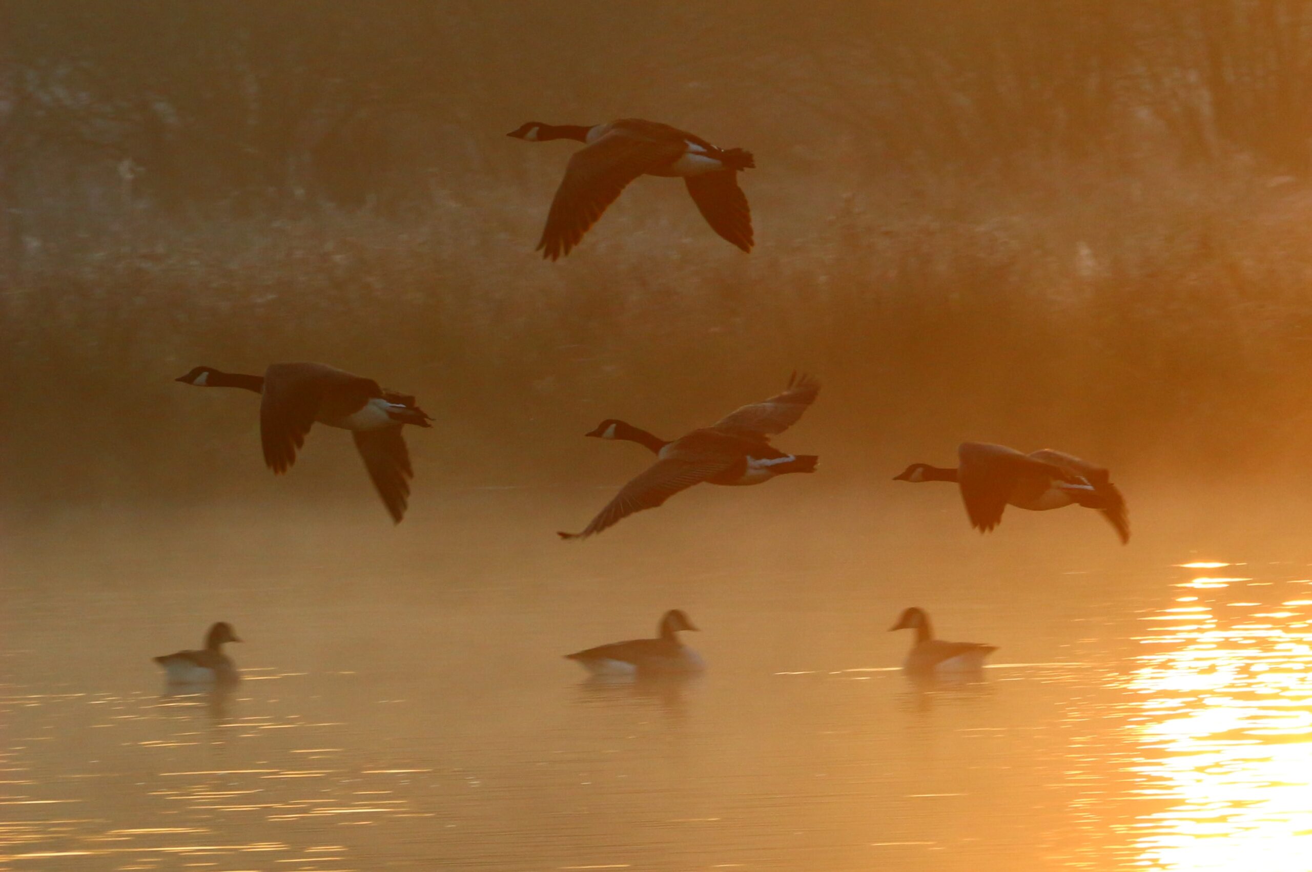 Wild Geese and Soft Mornings: A Poetry Analysis by Libby Kassuelke