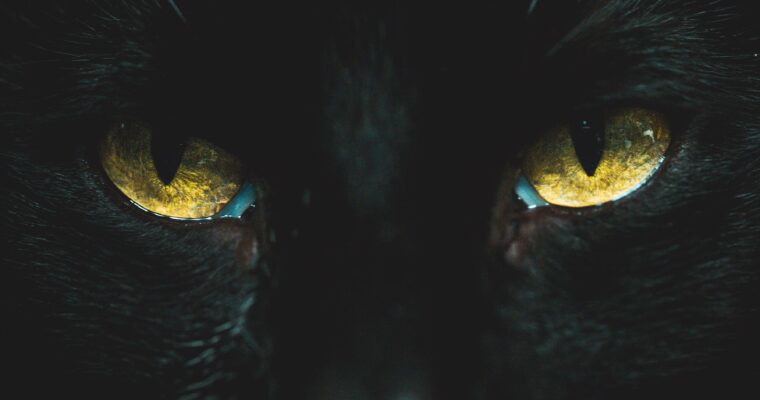 The Black Cat II by Xavier Palmer