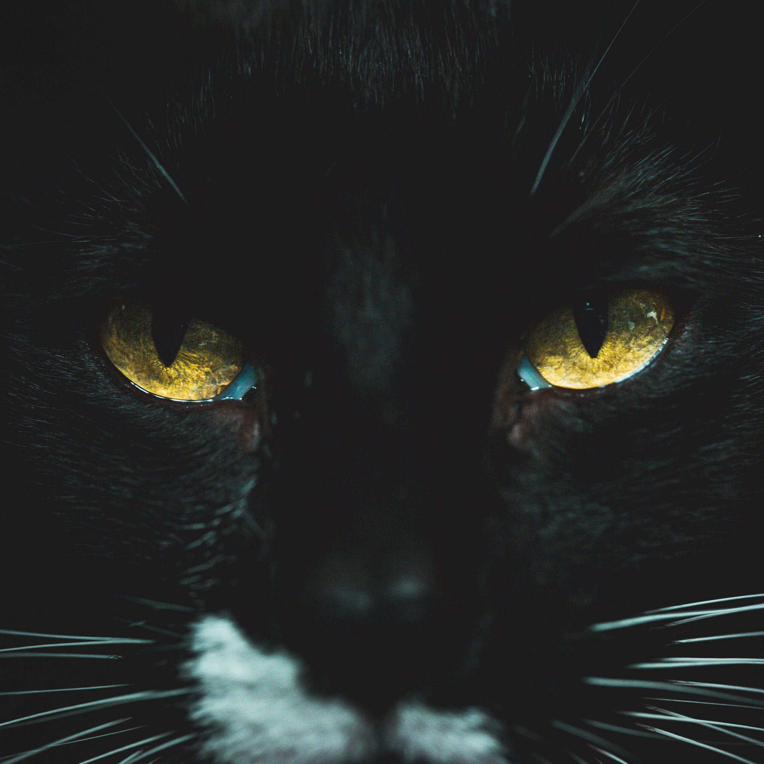 The Black Cat II by Xavier Palmer